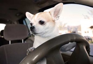 dog-driving-car-431x300