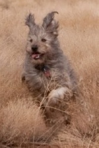 Trew running