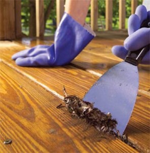 deck-painting-cleaning