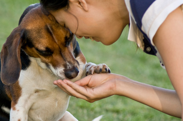 dog feeding